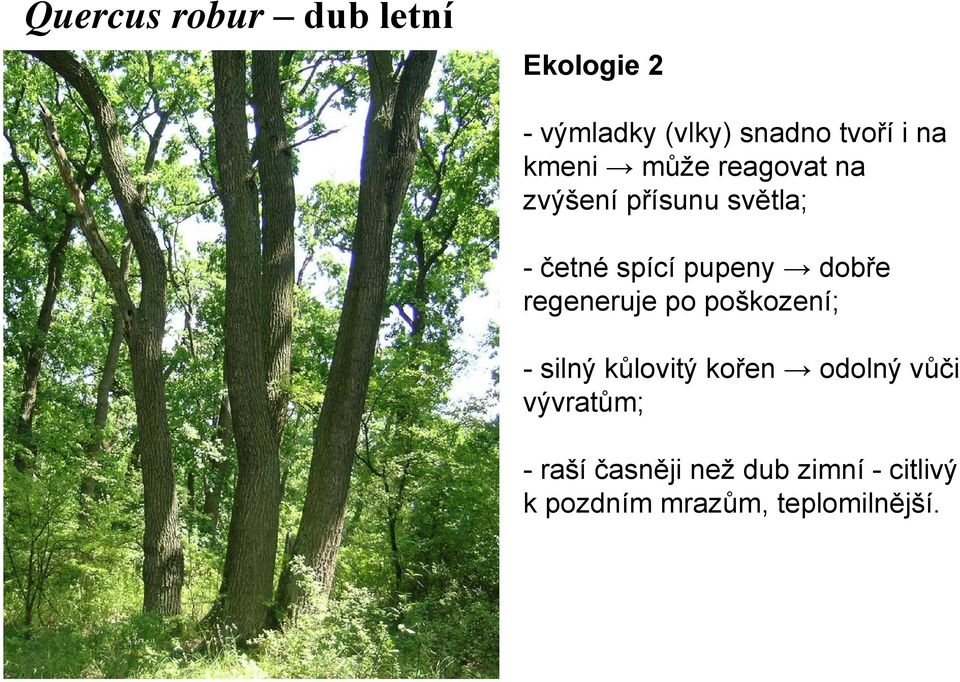 dobře regeneruje po poškození; -silný kůlovitý kořen odolný vůči