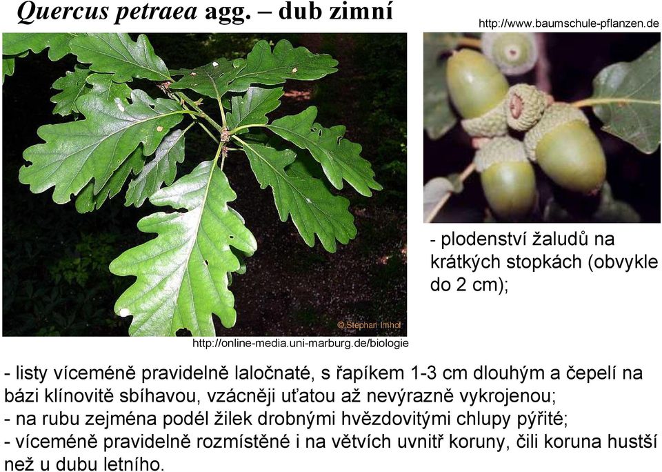 de/biologie - listy víceméně pravidelně laločnaté, s řapíkem 1-3 cm dlouhým a čepelí na bázi klínovitě sbíhavou,