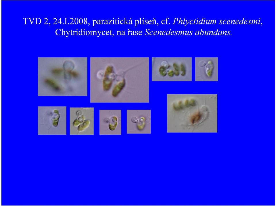 Phlyctidium scenedesmi,