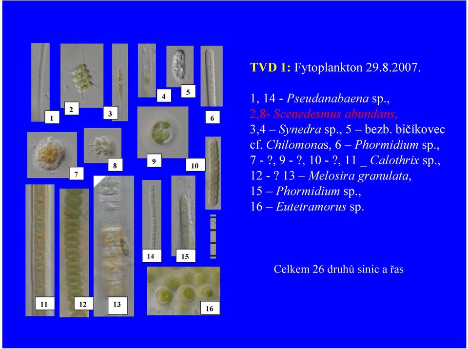 Chilomonas, 6 Phormidium sp., 7 -?, 9 -?, 10 -?, 11 _ Calothrix sp., 12 -?