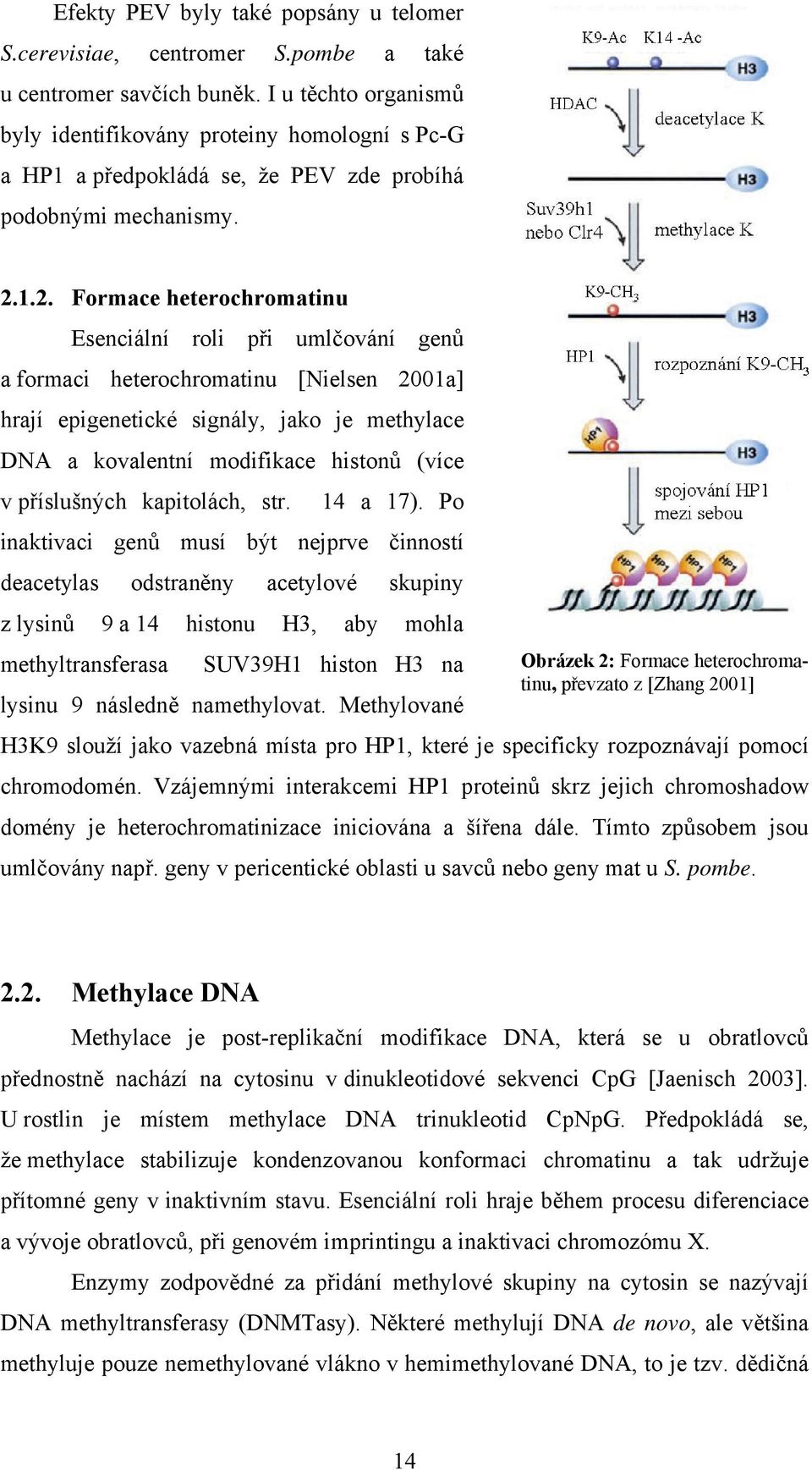 1.2. Formace heterochromatinu Esenciální roli při umlčování genů a formaci heterochromatinu [Nielsen 2001a] hrají epigenetické signály, jako je methylace DNA a kovalentní modifikace histonů (více v