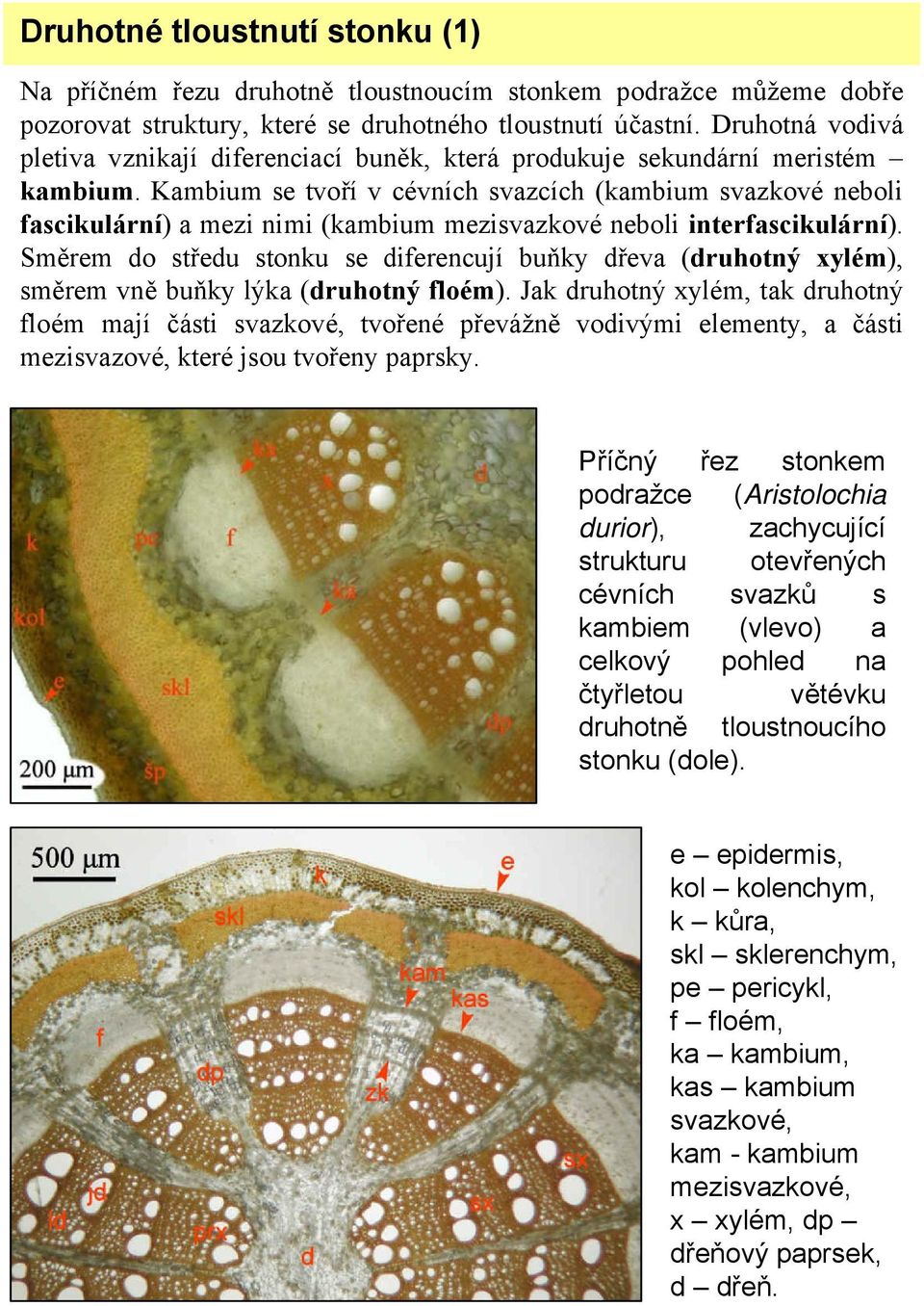 Kambium se tvoří v cévních svazcích (kambium svazkové neboli fascikulární) a mezi nimi (kambium mezisvazkové neboli interfascikulární).