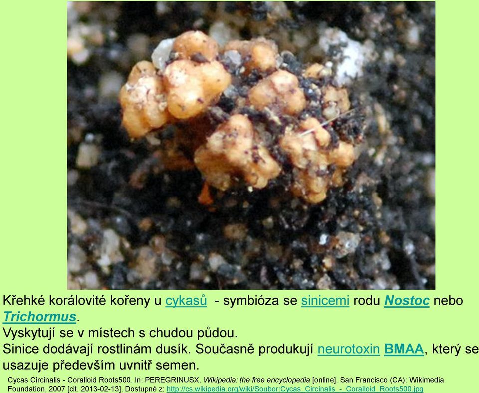 Současně produkují neurotoxin BMAA, který se usazuje především uvnitř semen. Cycas Circinalis - Coralloid Roots500.