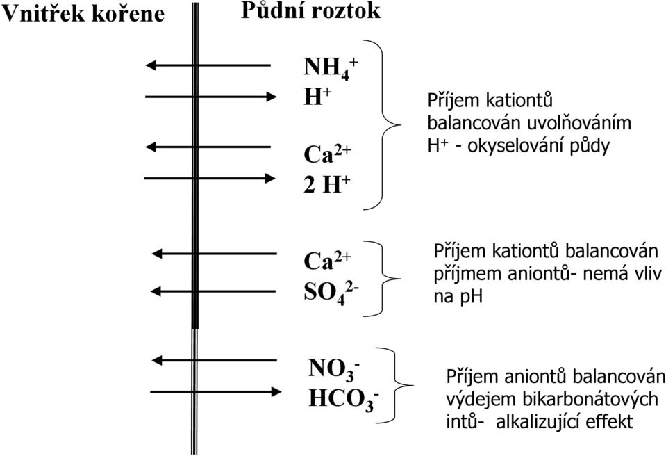 kationtů balancován příjmem aniontů- nemávliv na ph NO 3 - HCO 3 -