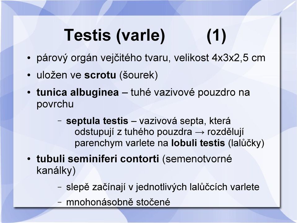 odstupují z tuhého pouzdra rozdělují parenchym varlete na lobuli testis (lalůčky) tubuli