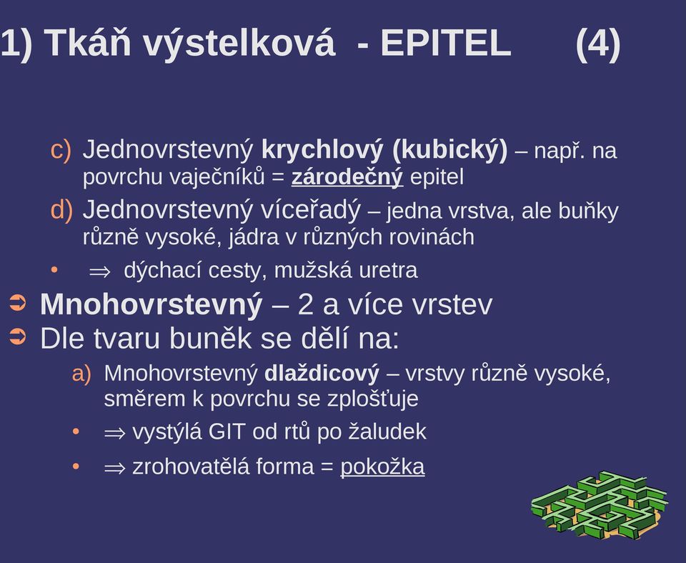 jádra v různých rovinách dýchací cesty, mužská uretra Mnohovrstevný 2 a více vrstev Dle tvaru buněk se