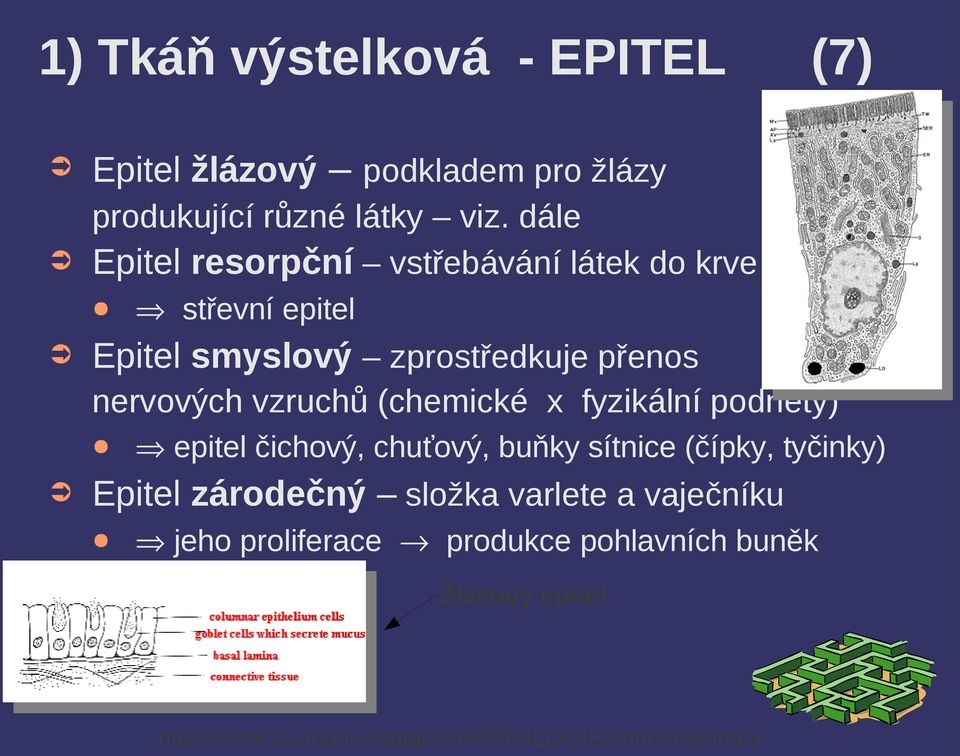 vzruchů (chemické x fyzikální podněty) epitel čichový, chuťový, buňky sítnice (čípky, tyčinky) Epitel zárodečný