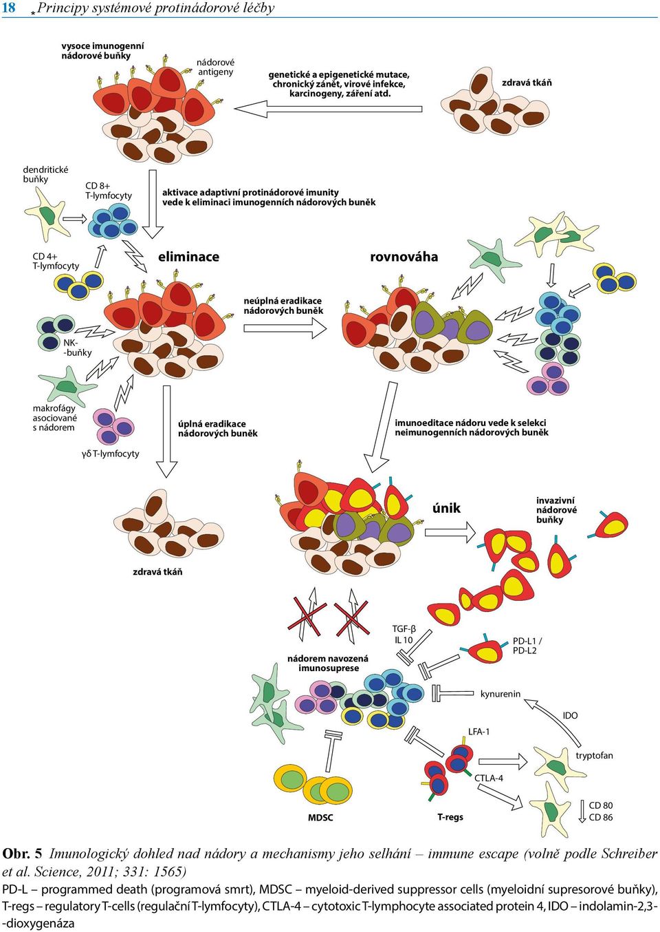 nádorových buněk NK- -buňky makrofágy asociované s nádorem γδ T-lymfocyty úplná eradikace nádorových buněk imunoeditace nádoru vede k selekci neimunogenních nádorových buněk únik invazivní nádorové