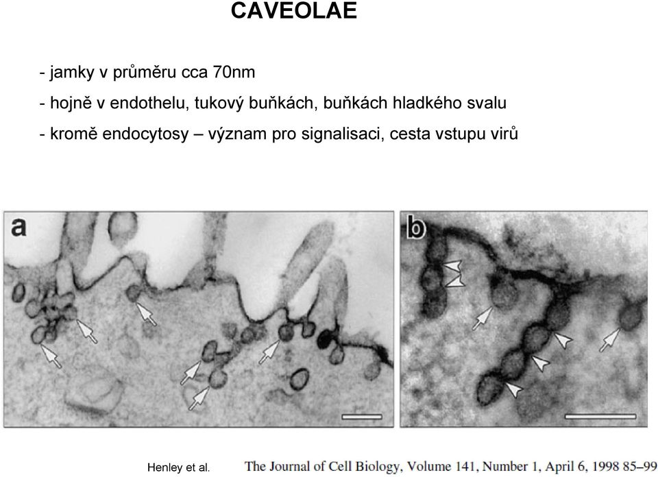 hladkého svalu - kromě endocytosy význam