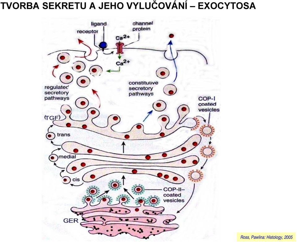 EXOCYTOSA Ross,