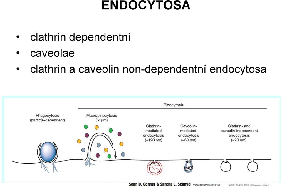 clathrin a caveolin