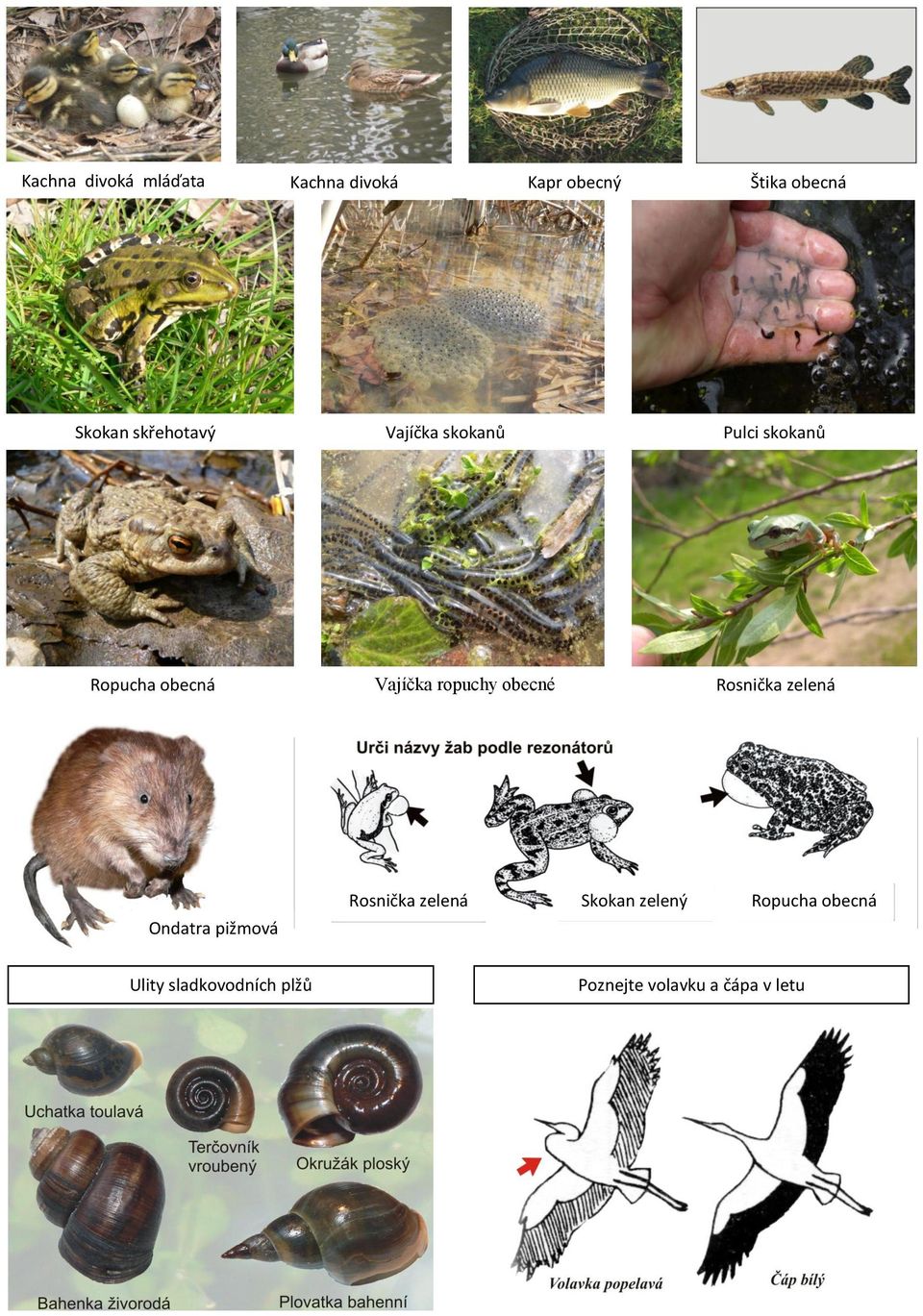 ropuchy obecné Rosnička zelená Ondatra pižmová Rosnička zelená Skokan
