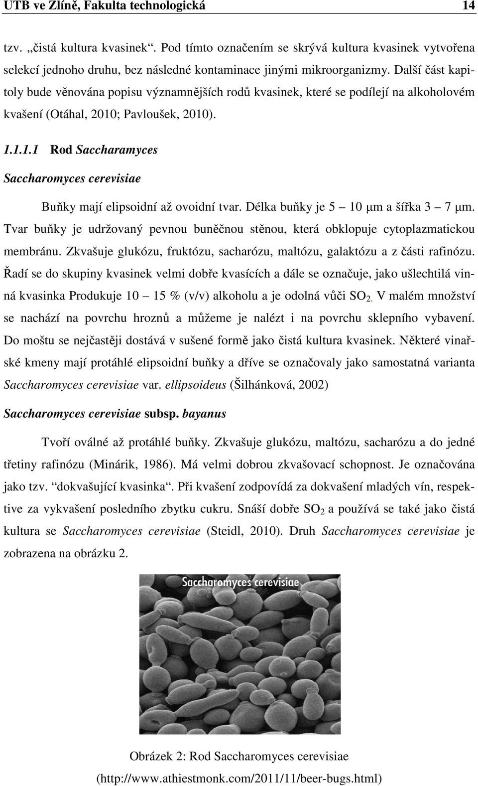 ; Pavloušek, 2010). 1.1.1.1 Rod Saccharamyces Saccharomyces cerevisiae Buňky mají elipsoidní až ovoidní tvar. Délka buňky je 5 10 μm a šířka 3 7 μm.
