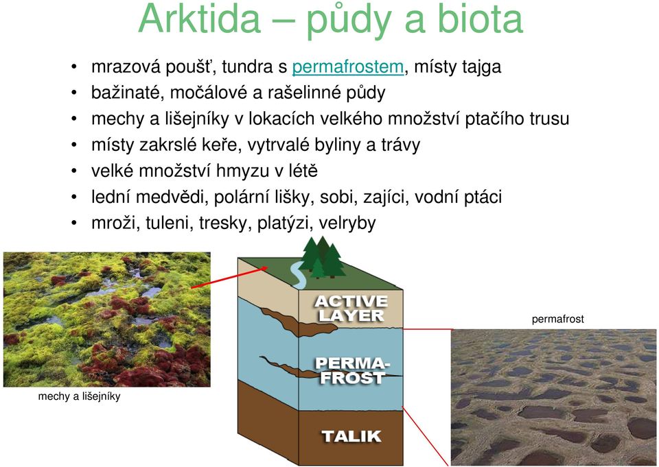 keře, vytrvalé byliny a trávy velké množství hmyzu v létě lední medvědi, polární lišky,