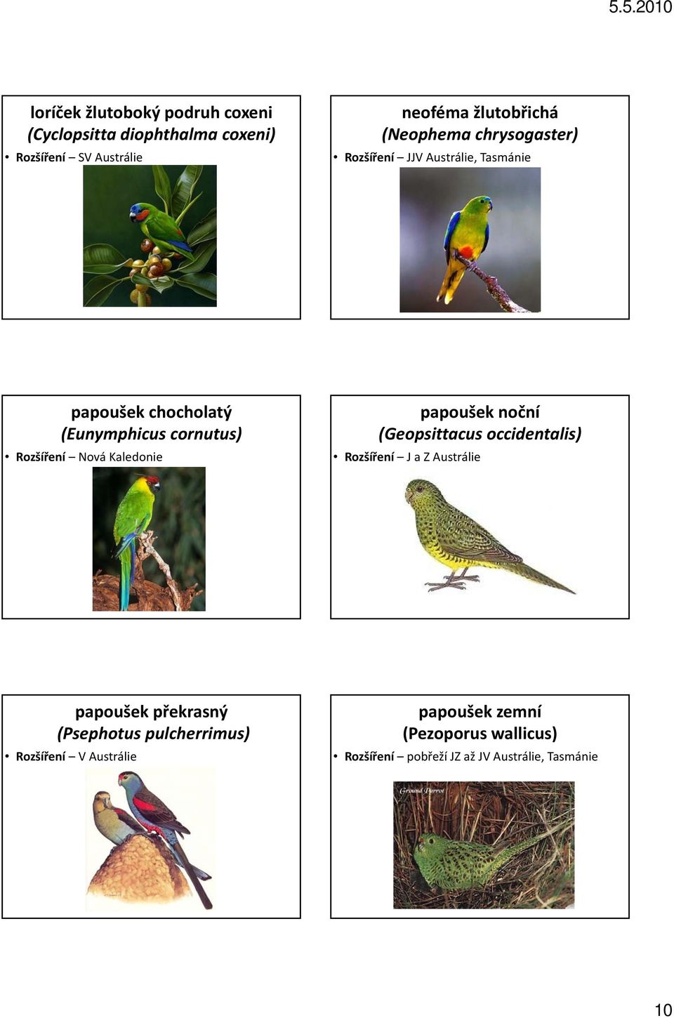 Nová Kaledonie papoušek noční (Geopsittacus occidentalis) Rozšíření J a Z Austrálie papoušek překrasný (Psephotus