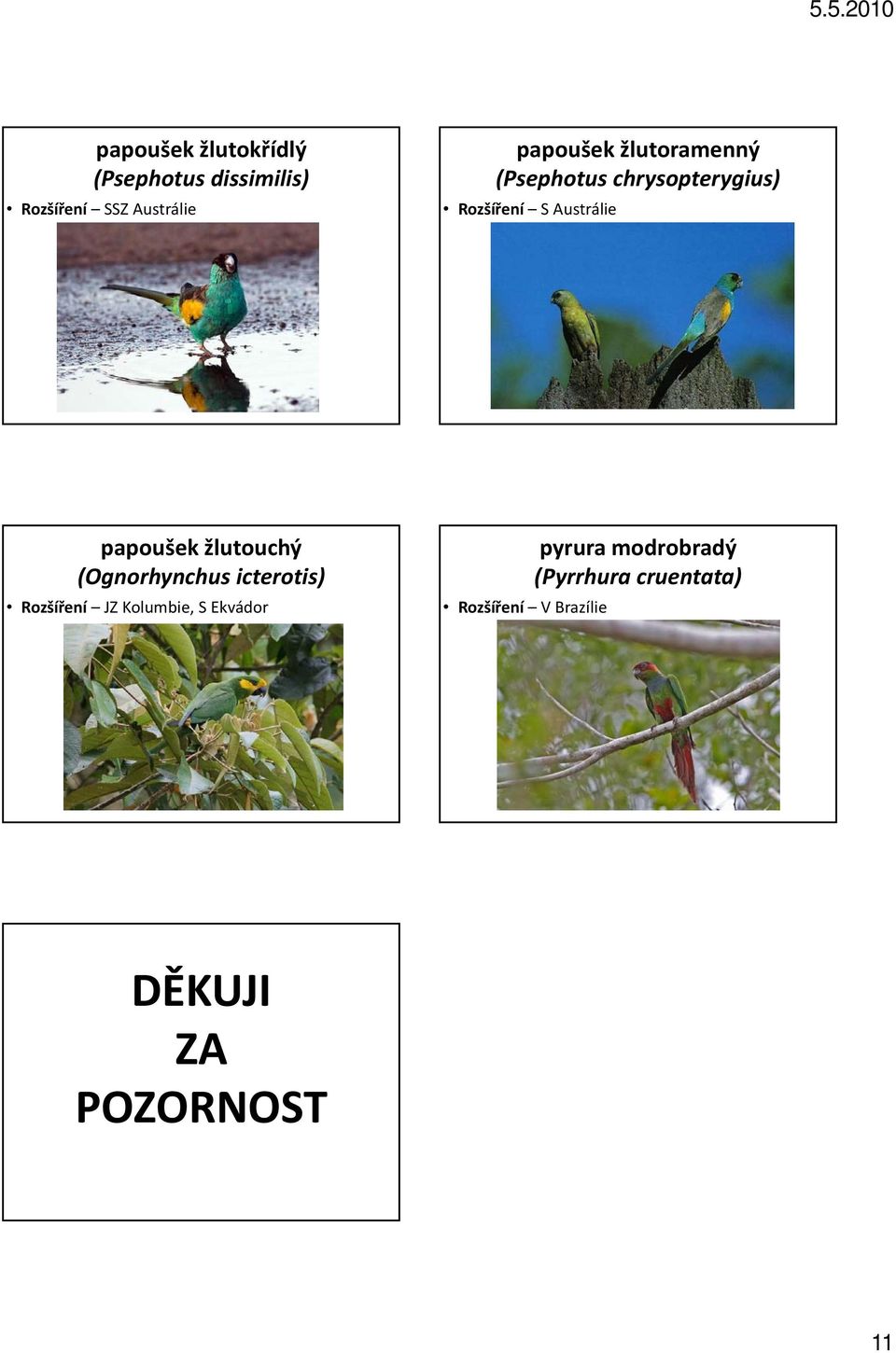 papoušek žlutouchý (Ognorhynchus icterotis) Rozšíření JZ Kolumbie, S