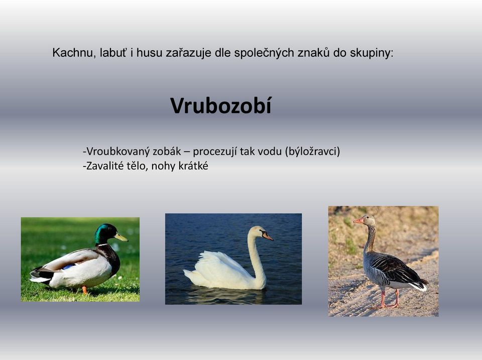 Vrubozobí -Vroubkovaný zobák