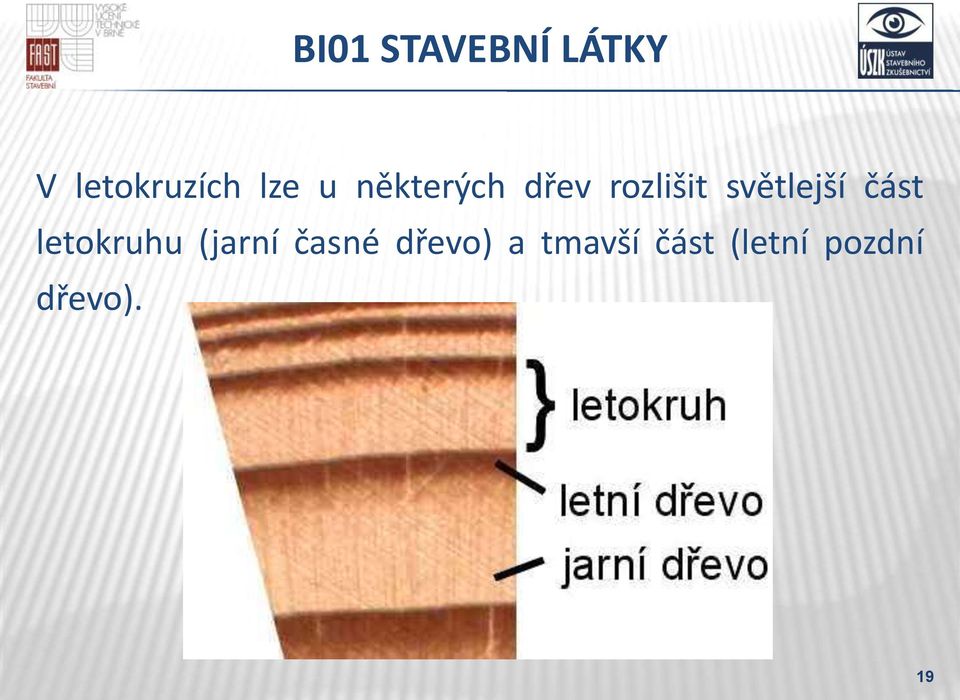 letokruhu (jarní časné dřevo) a