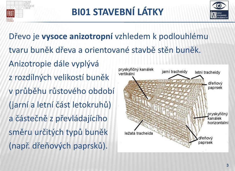 Anizotropie dále vyplývá z rozdílných velikostí buněk v průběhu růstového