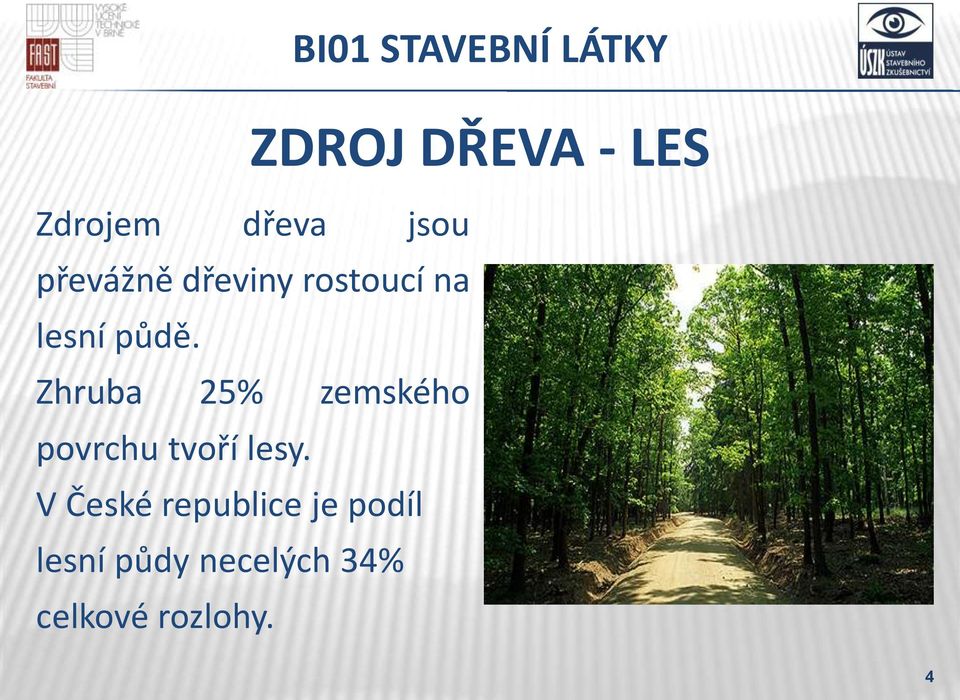 Zhruba 25% zemského povrchu tvoří lesy.