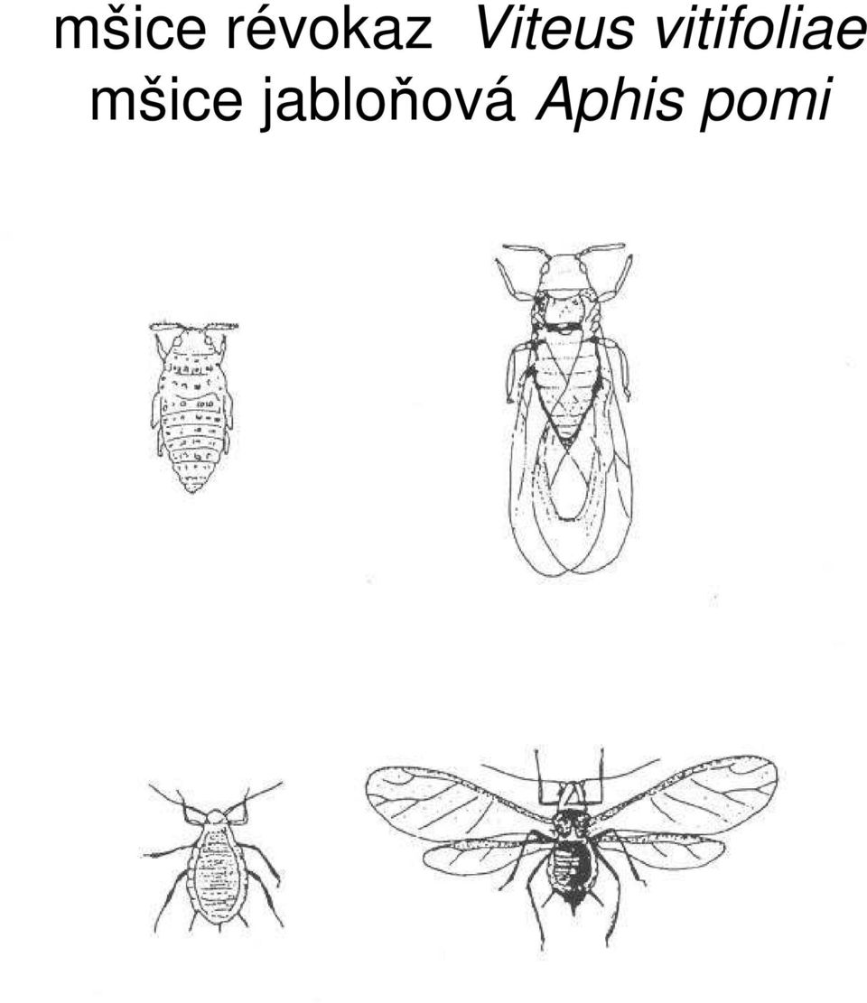 vitifoliae