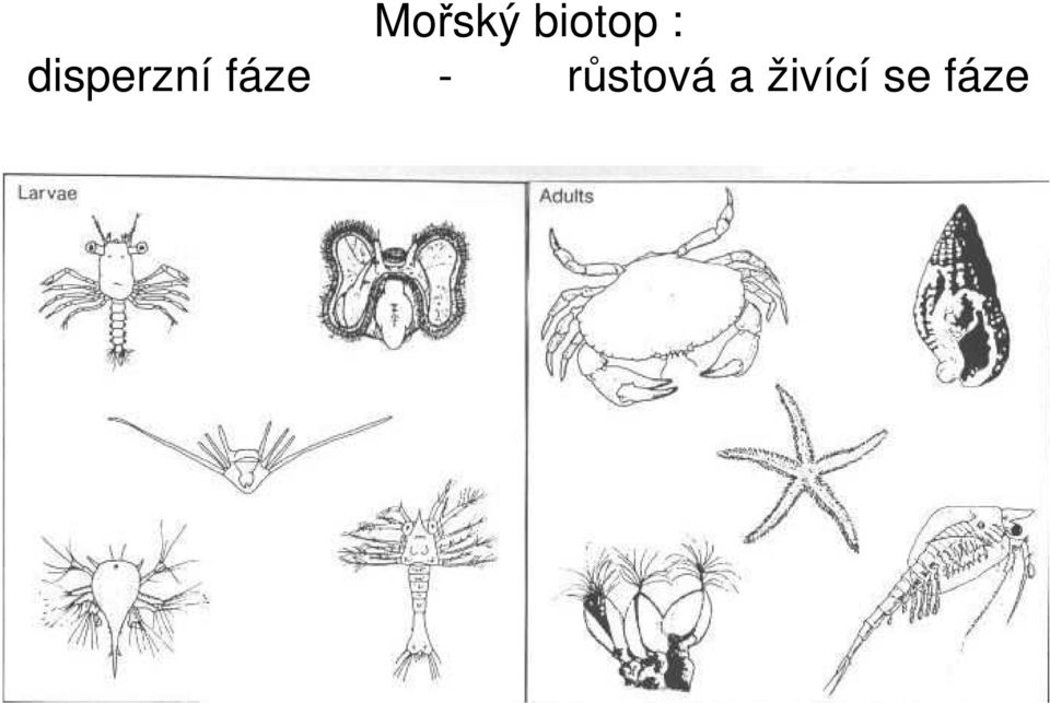 fáze - růstová