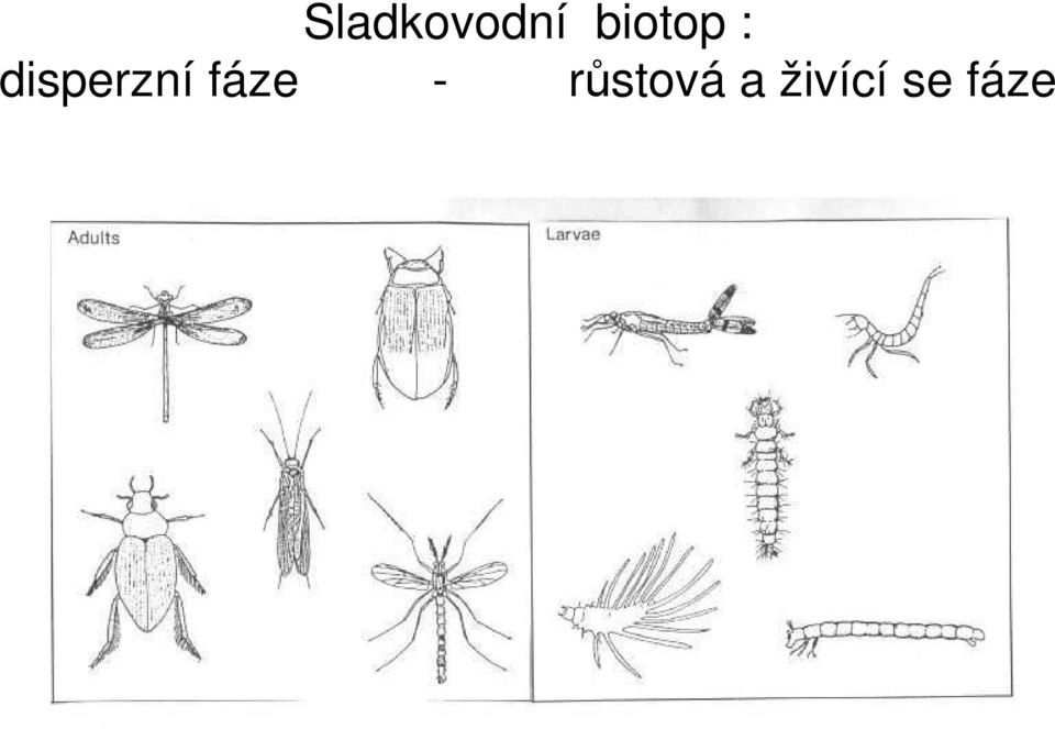 disperzní fáze