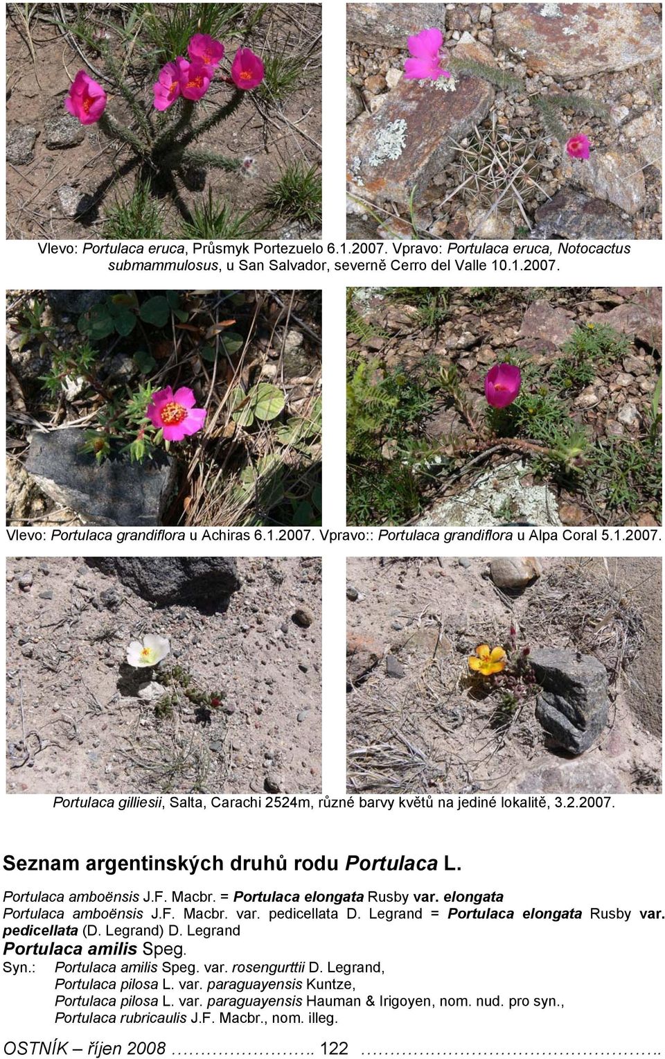 = Portulaca elongata Rusby var. elongata Portulaca amboënsis J.F. Macbr. var. pedicellata D. Legrand = Portulaca elongata Rusby var. pedicellata (D. Legrand) D. Legrand Portulaca amilis Speg. Syn.