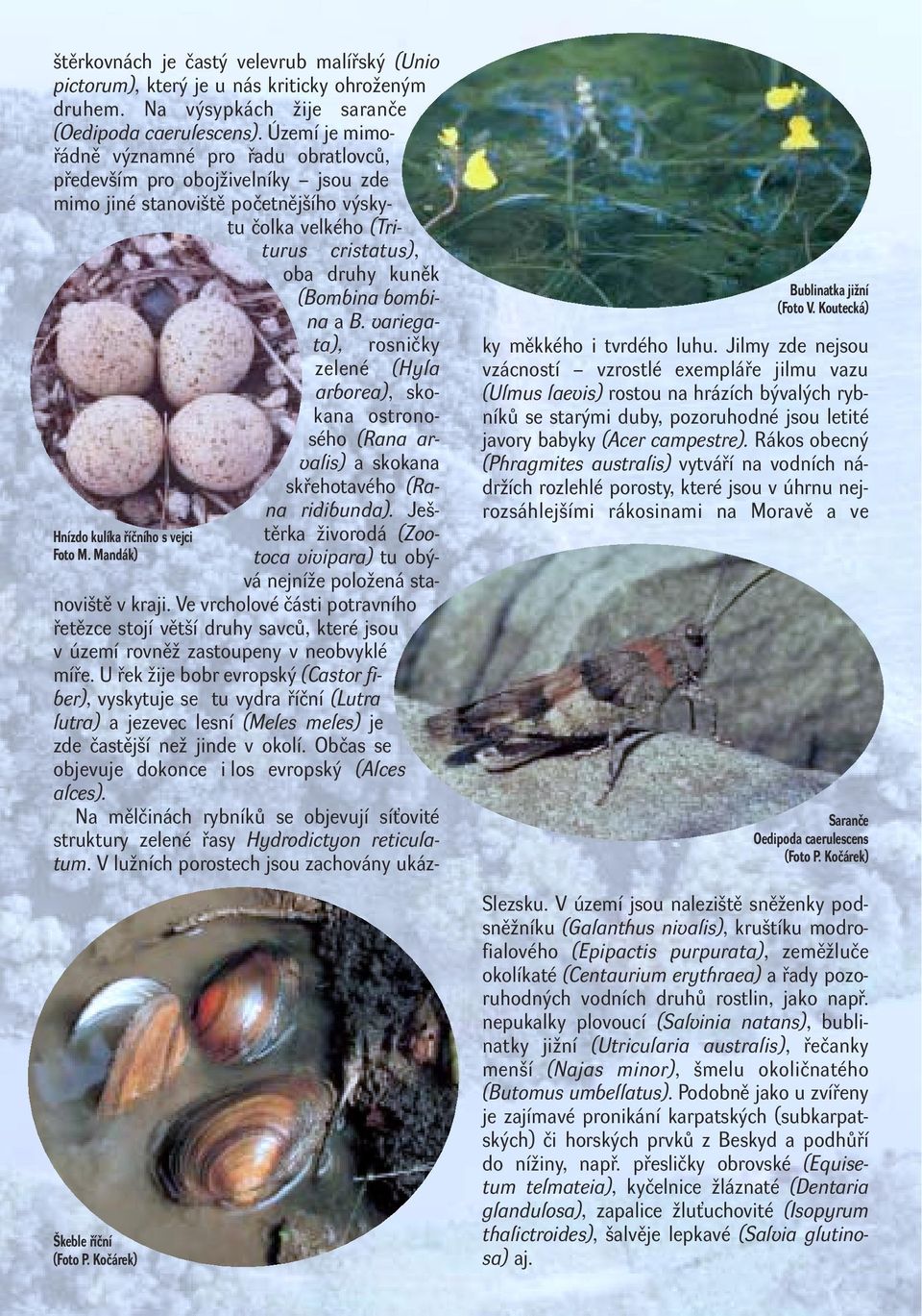 U řek žije bobr evropský (Castor fiber), vyskytuje se tu vydra říční (Lutra lutra) a jezevec lesní (Meles meles) je zde častější než jinde v okolí.