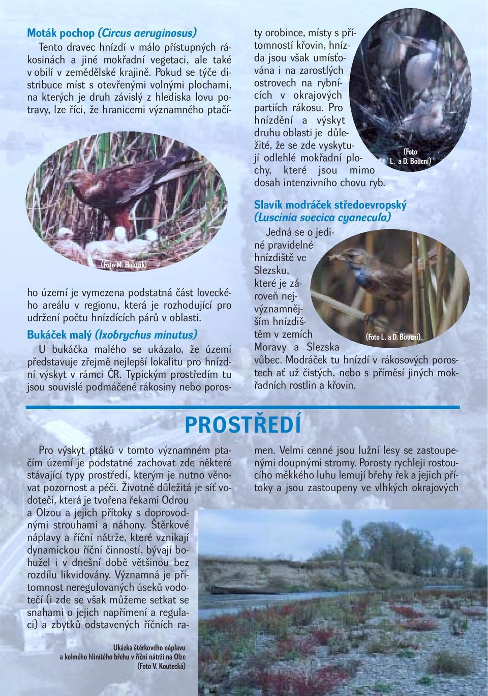 Haluzík) ho území je vymezena podstatná část loveckého areálu v regionu, která je rozhodující pro udržení počtu hnízdících párů v oblasti.