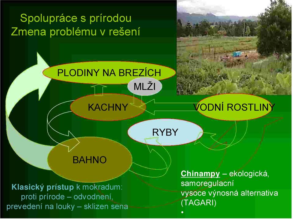 mokradum: proti prírode odvodnení, prevedení na louky sklizen