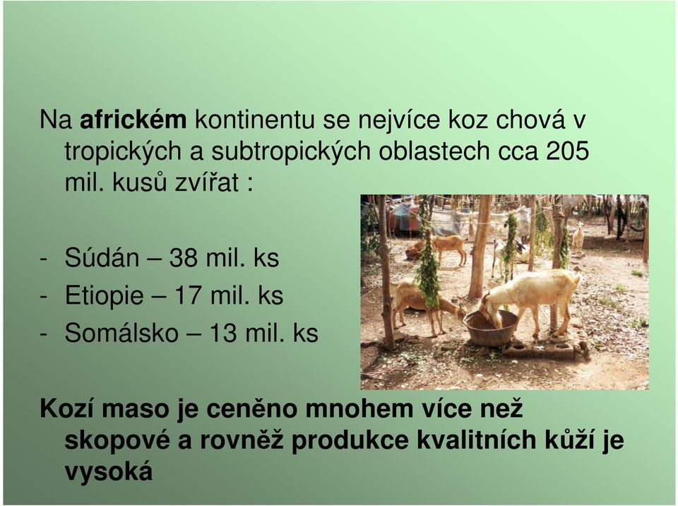 kusů zvířat : - Súdán 38 mil. ks - Etiopie 17 mil.