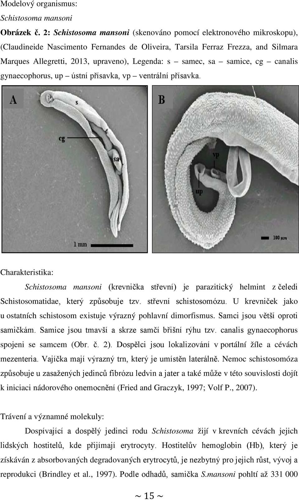 samec, sa samice, cg canalis gynaecophorus, up ústní přísavka, vp ventrální přísavka.