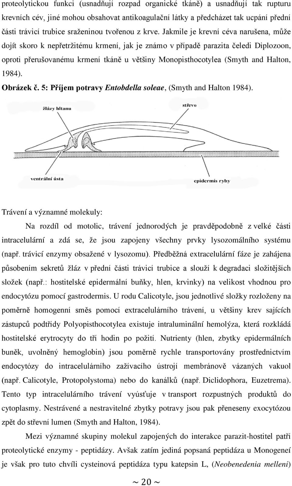 Jakmile je krevní céva narušena, může dojít skoro k nepřetržitému krmení, jak je známo v případě parazita čeledi Diplozoon, oproti přerušovanému krmení tkáně u většiny Monopisthocotylea (Smyth and