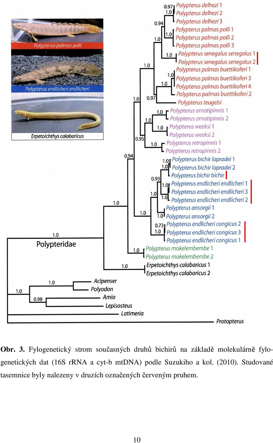 molekulárně fylogenetických dat (16S rrna a cyt-b mtdna)
