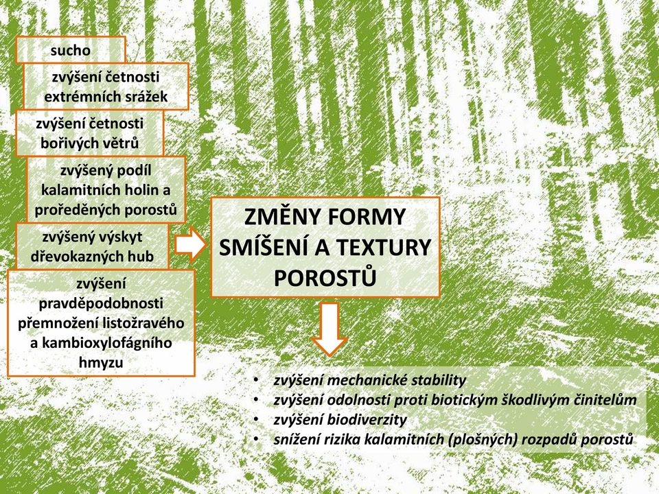 kambioxylofágního hmyzu ZMĚNY FORMY SMÍŠENÍ A TEXTURY POROSTŮ zvýšení mechanické stability zvýšení