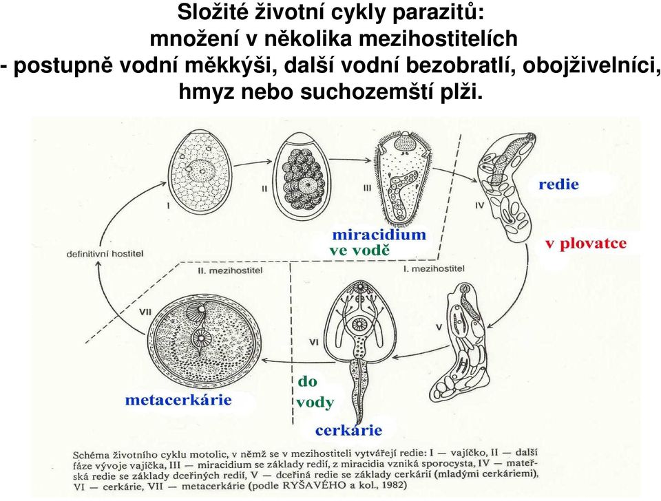 vodní měkkýši, další vodní bezobratlí,