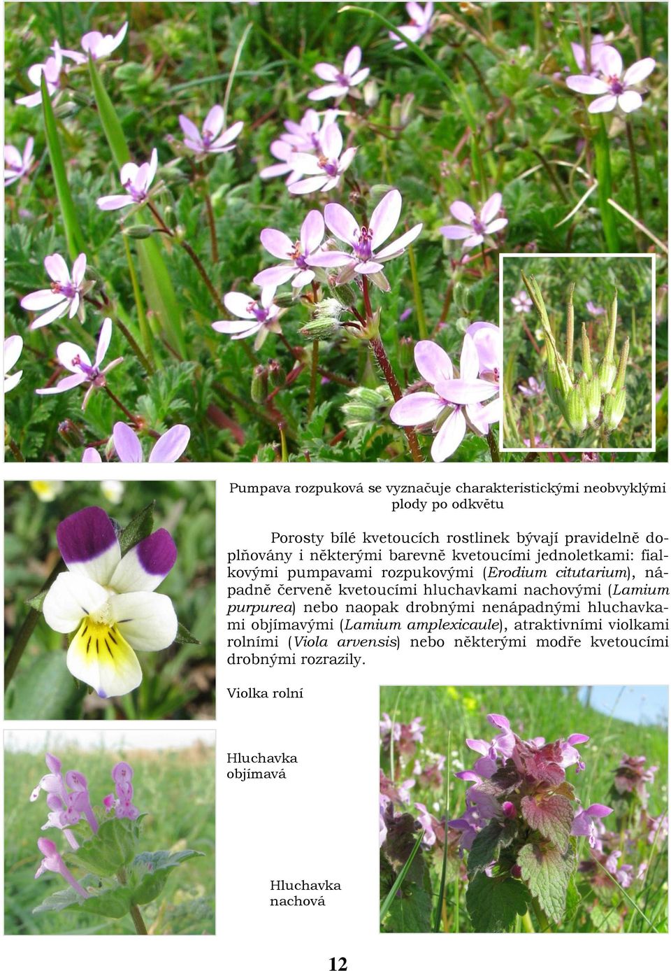 kvetoucími hluchavkami nachovými (Lamium purpurea) nebo naopak drobnými nenápadnými hluchavkami objímavými (Lamium amplexicaule),