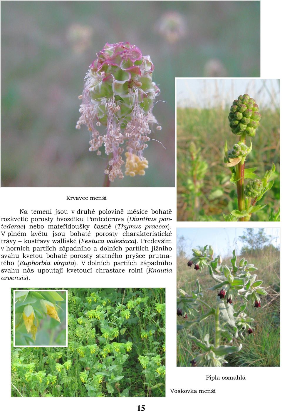 Především v horních partiích západního a dolních partiích jižního svahu kvetou bohaté porosty statného pryšce prutnatého (Euphorbia