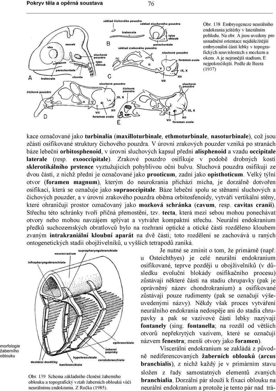 Podle de Beera (1937) morfologie žaberního oblouku kace označované jako turbinalia (maxilloturbinale, ethmoturbinale, nasoturbinale), což jsou zčásti osifikované struktury čichového pouzdra.
