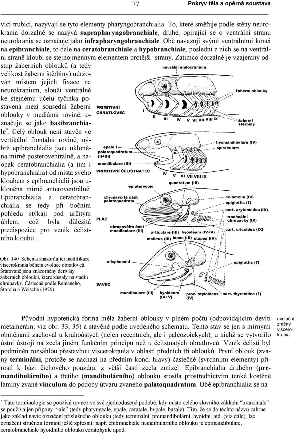 Obě navazují svými ventrálními konci na epibranchiale, to dále na ceratobranchiale a hypobranchiale; poslední z nich se na ventrální straně kloubí se stejnojmenným elementem protější strany.