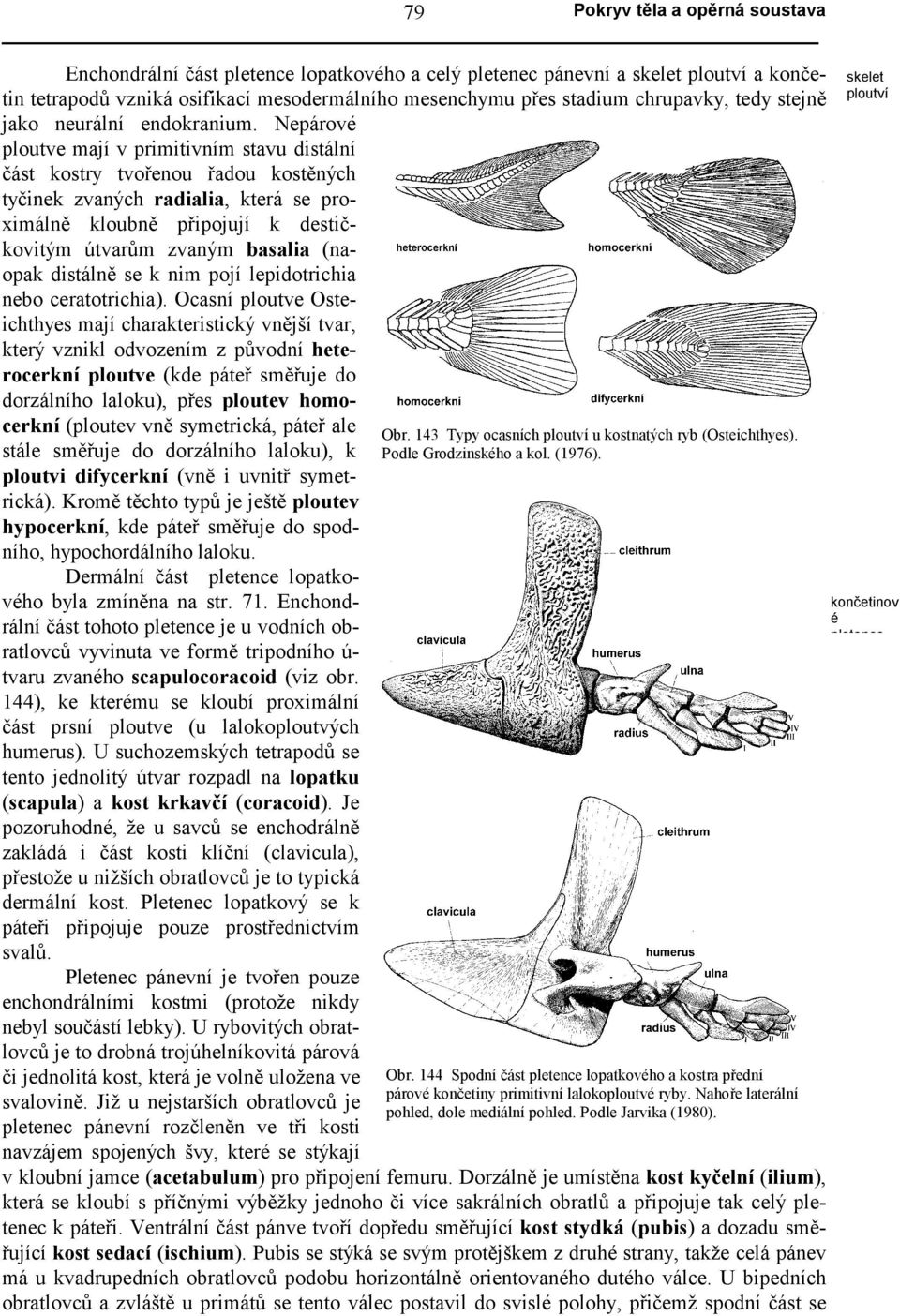 Nepárové ploutve mají v primitivním stavu distální část kostry tvořenou řadou kostěných tyčinek zvaných radialia, která se proximálně kloubně připojují k destičkovitým útvarům zvaným basalia (naopak