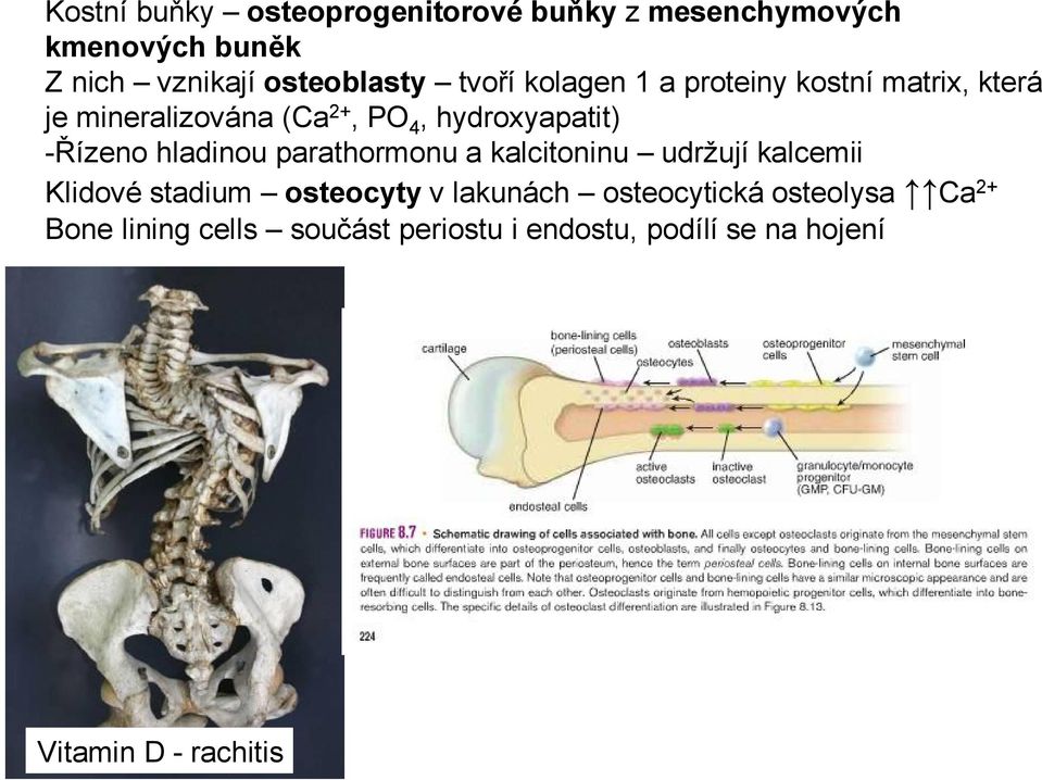 -Řízeno hladinou parathormonu a kalcitoninu udržují kalcemii Klidové stadium osteocyty v lakunách