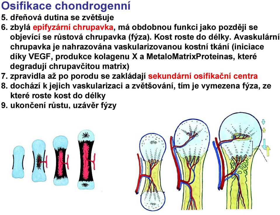 Avaskulární chrupavka je nahrazována vaskularizovanou kostní tkání (iniciace díky VEGF, produkce kolagenu X a MetaloMatrixProteinas,