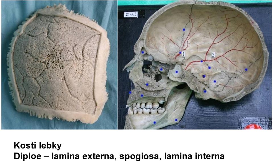 externa,