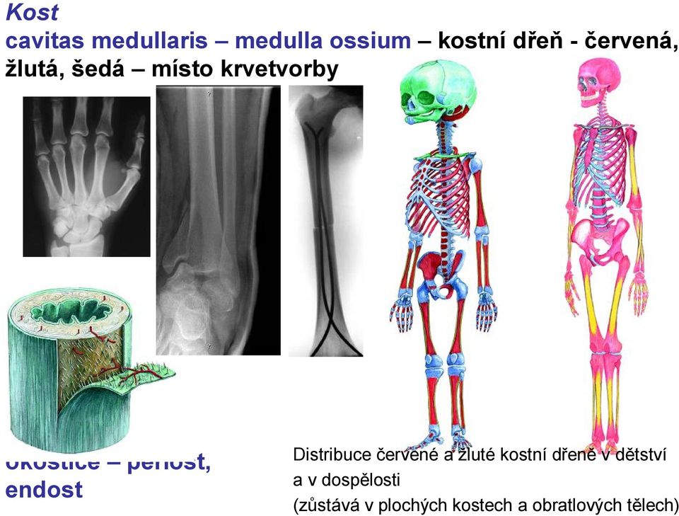 endost Distribuce červené a žluté kostní dřeně v dětství