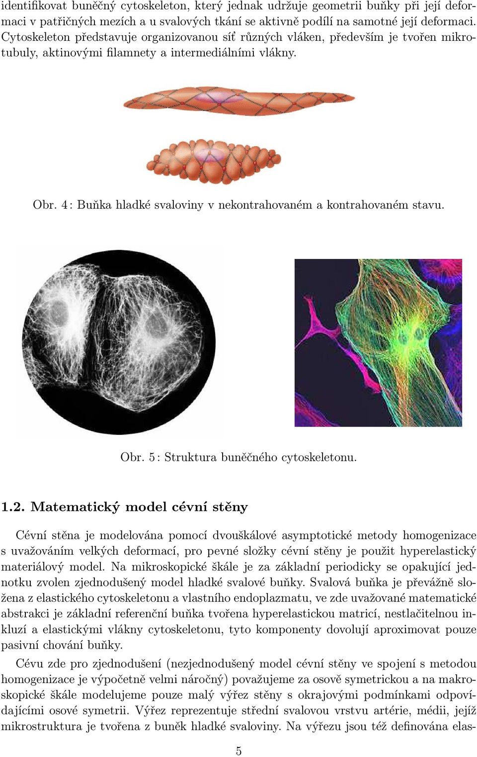 4 : Buňka hladké svaloviny v nekontrahovaném a kontrahovaném stavu. Obr. 5 : Struktura buněčného cytoskeletonu. 1.2.