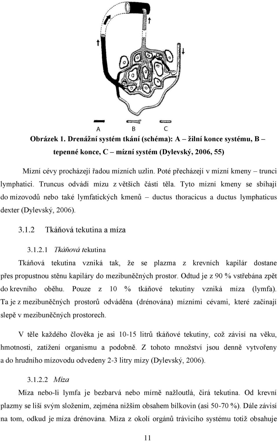Tyto mízní kmeny se sbíhají do mízovodů nebo také lymfatických kmenů ductus thoracicus a ductus lymphaticus dexter (Dylevský, 20