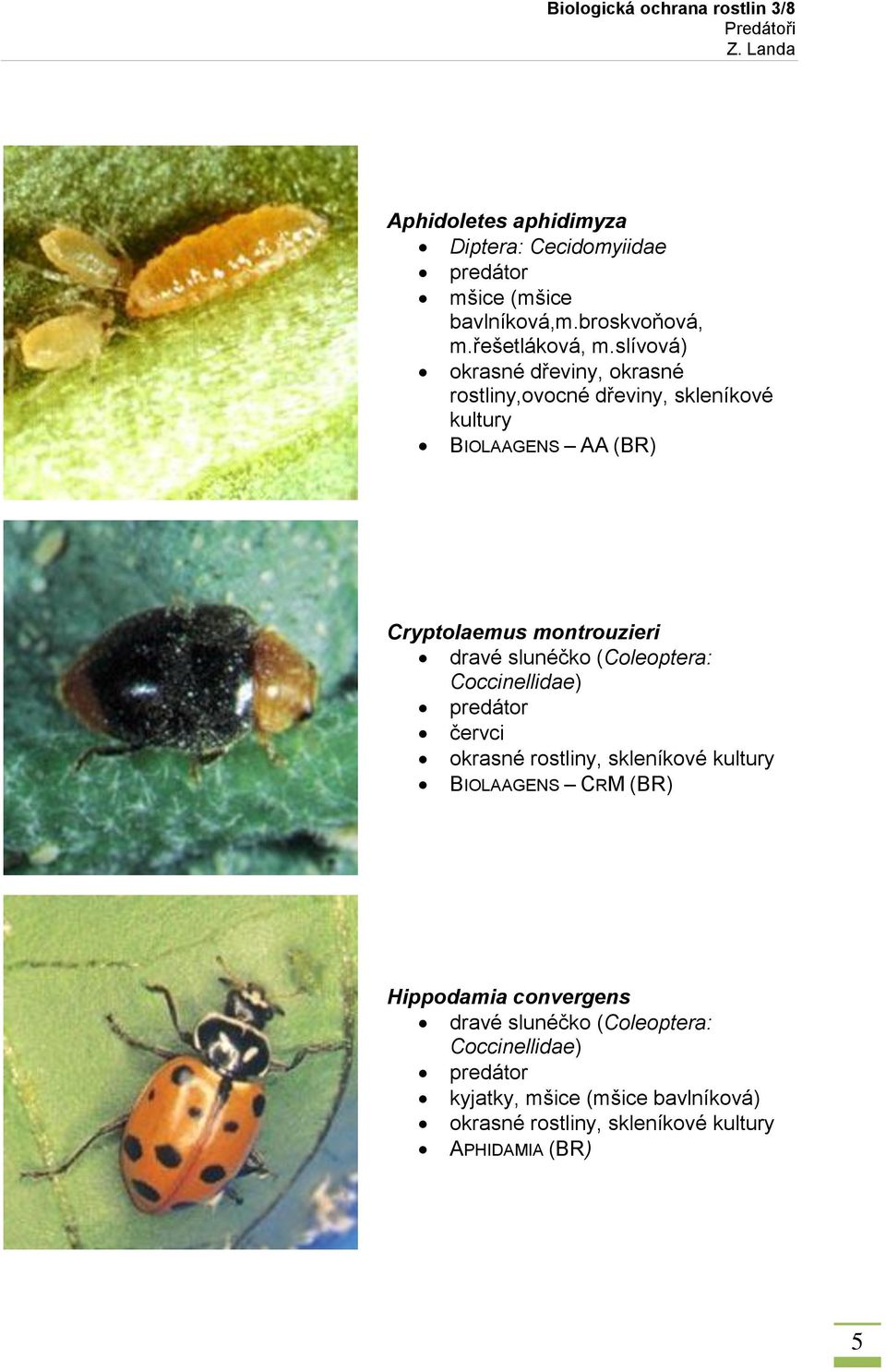 montrouzieri dravé slunéčko (Coleoptera: Coccinellidae) červci okrasné rostliny, skleníkové kultury BIOLAAGENS CRM (BR)