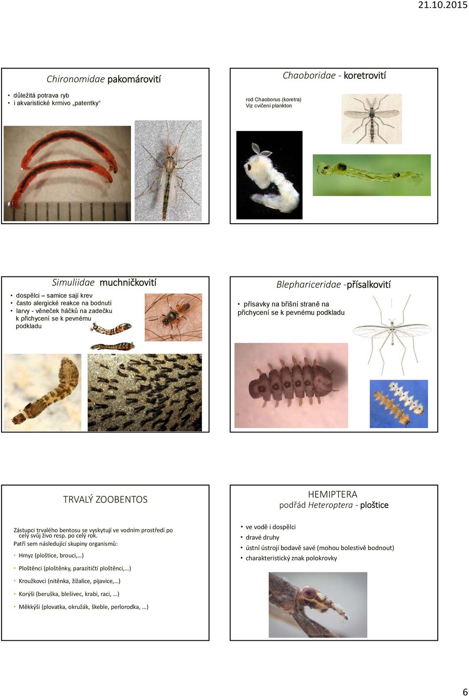 ZOOBENTOS HEMIPTERA podřád Heteroptera ploštice Zástupci trvalého bentosu se vyskytují ve vodním prostředí po celý svůj živo resp. po celý rok.